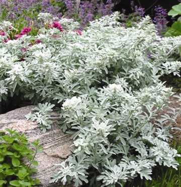 افسنطین شنی - معرفی و خواص گیاهان دارویی